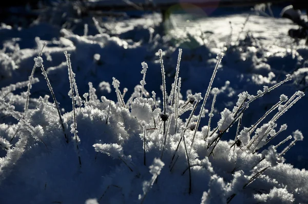 Cristaux de glace et plantes congelées en hiver — Photo