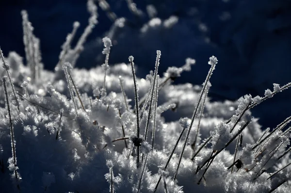 Cristalli di ghiaccio e piante congelate in inverno — Foto Stock