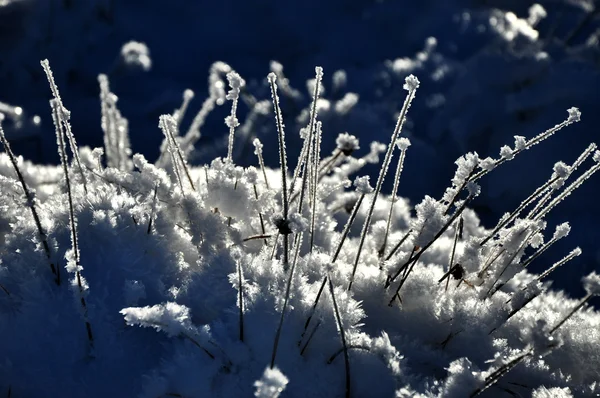 Cristalli di ghiaccio e piante congelate in inverno — Foto Stock