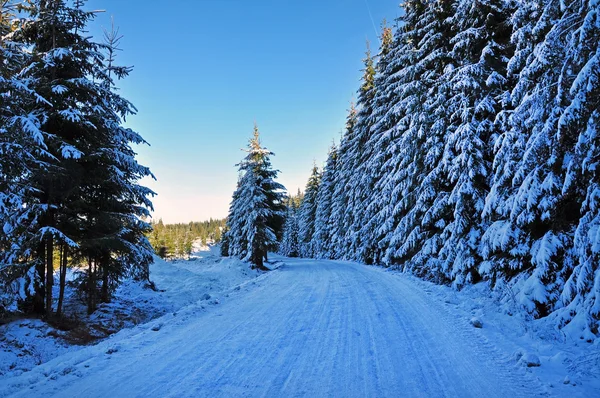 Winter weg met sneeuw bedekt sparren in de bergen — Stockfoto