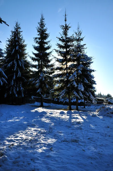 Granar täckta med snö på vintern — Stockfoto