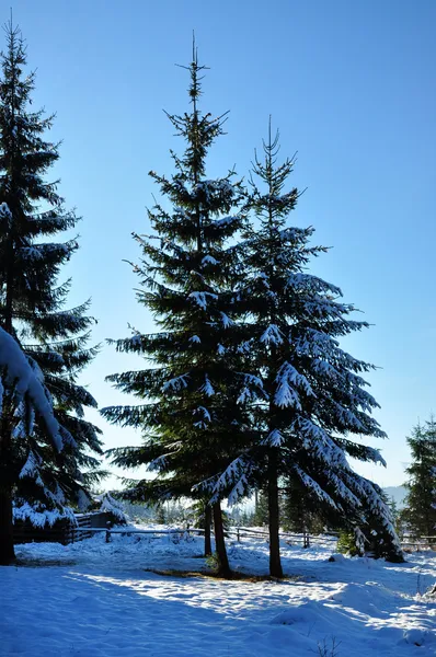 Tannenbäume im Winter mit Schnee bedeckt — Stockfoto