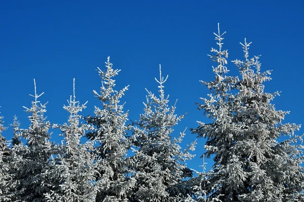 Sneeuw bedekte vuren bomen en blauwe hemel — Stockfoto