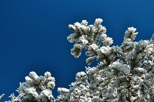 Snow covered fir branch against blue sky — Stock Photo, Image
