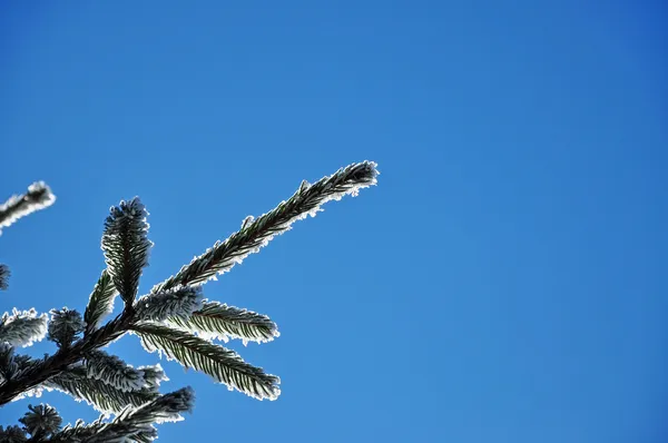 Schneebedeckter Tannenzweig gegen blauen Himmel — Stockfoto