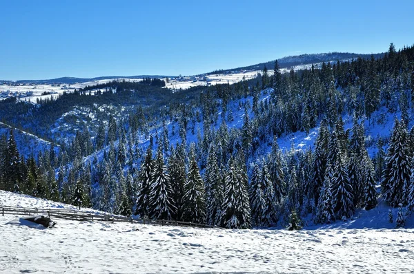 Sneeuw bedekte vuren bomen en blauwe hemel — Stockfoto