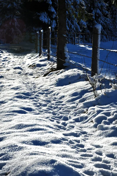 Passos na neve — Fotografia de Stock