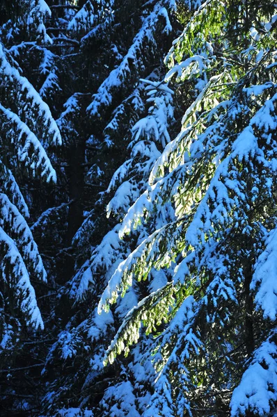 Tannenbäume im Winter mit Schnee bedeckt — Stockfoto