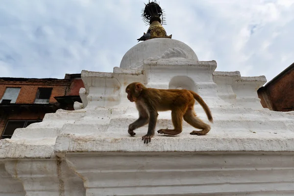 Swayambhunath maymun Tapınağı'nda makak maymunu. Katmandu, nepal — Stok fotoğraf