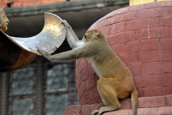 Makak apa, på swayambhunath monkey temple. Kathmandu, nepal — Stockfoto
