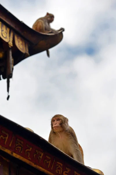 Makaak monkey, monkey swayambhunath tempel. Kathmandu, nepal — Stockfoto