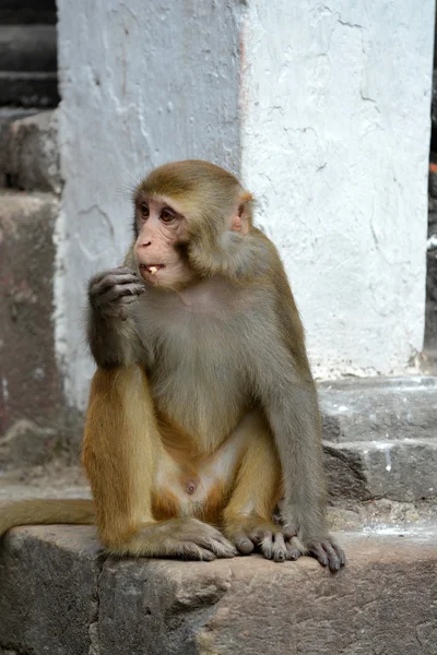 Makaak monkey, monkey swayambhunath tempel. Kathmandu, nepal — Stockfoto