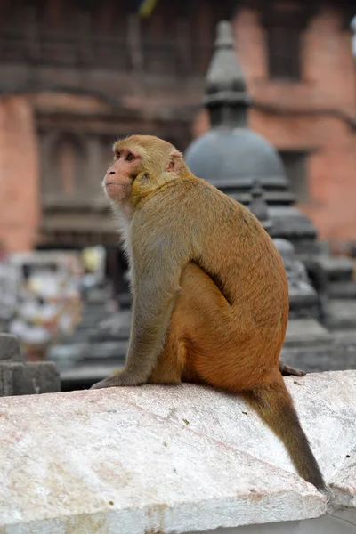 Macaco, al tempio delle scimmie swayambhunath. Kathmandu, nepal — 图库照片