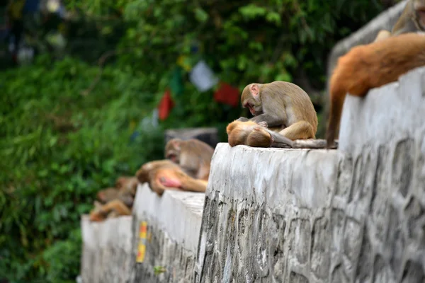 Macaco, al tempio delle scimmie swayambhunath. Kathmandu, nepal — 图库照片