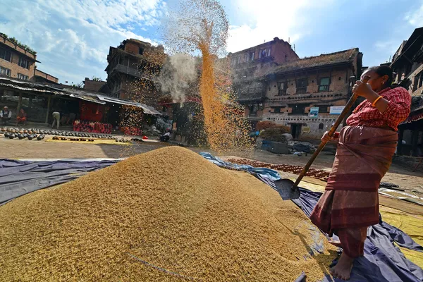 Γυναίκα αλώνισμα του σιταριού στο Κατμαντού, Νεπάλ — Φωτογραφία Αρχείου