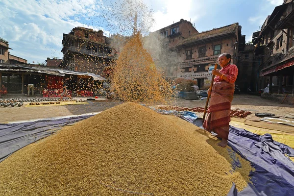 Woman threshing grain in Kathmandu, Nepal — Stock Photo, Image