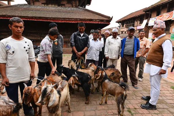 Animal, goat sacrifice in Nepal — Stock Photo, Image