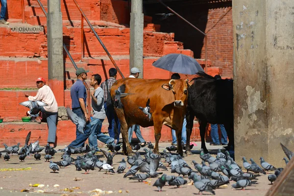 Святая корова в Катманду, Непал — стокове фото