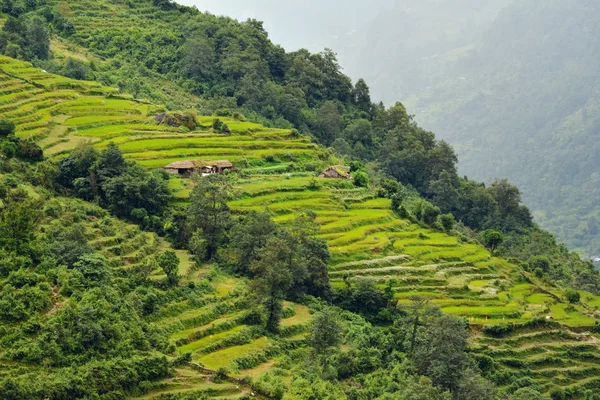 Rice field in Nepal — Stock Photo, Image