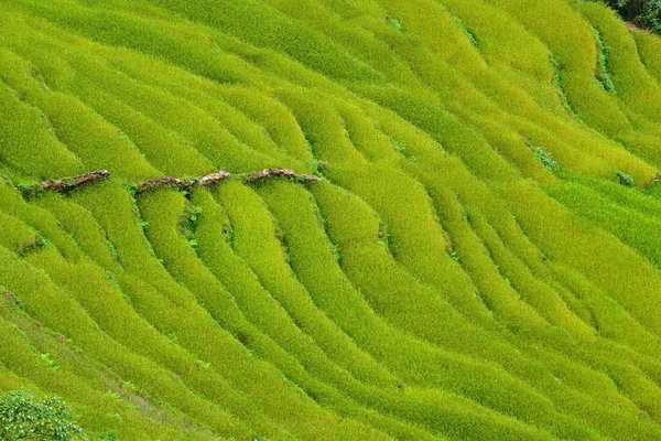Рисовое поле Непала — стоковое фото
