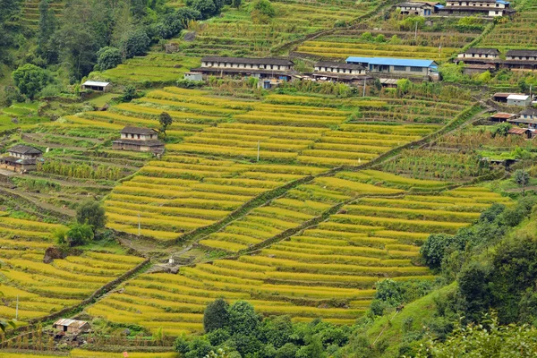 Campo de arroz no Nepal — Fotografia de Stock