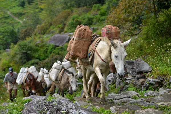 Een herder met een caravan van ezels dragen van zware leveringen — Stockfoto