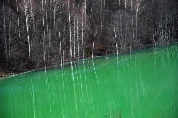 Água contaminada do lago — Fotografia de Stock