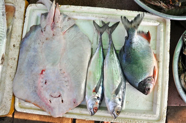 Pescado de mar fresco en un mercado de pescado — Foto de Stock