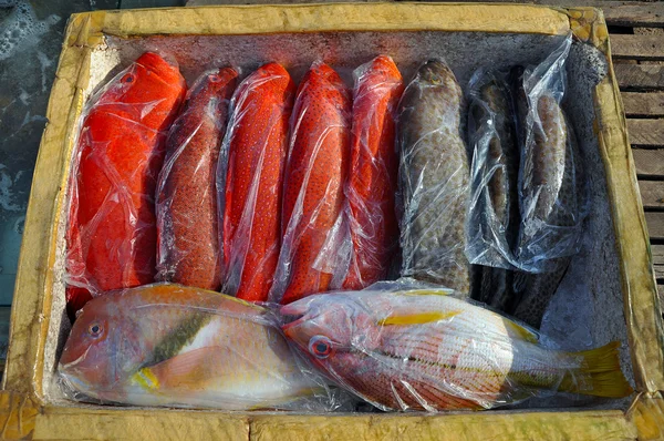 Fresh sea fish in a fish market — Stock Photo, Image