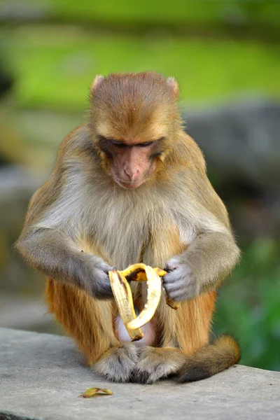 Eten van banaan aap — Stockfoto