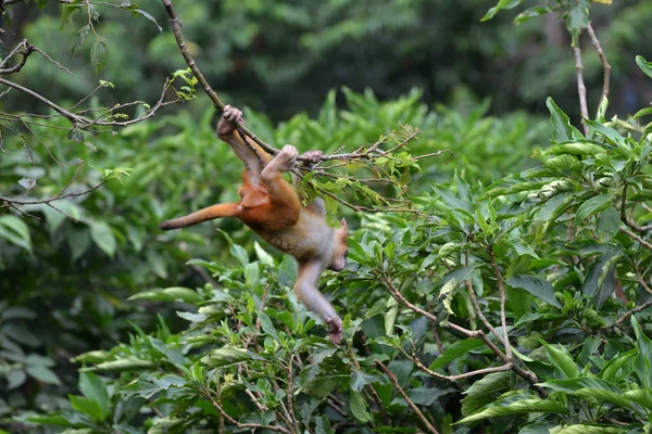 Giocare a scimmia macaco nella giungla — Foto Stock