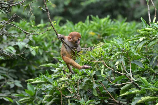 Giocare a scimmia macaco nella giungla — Foto Stock