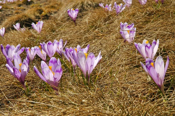 Violet crocus spring flowers in the meadow