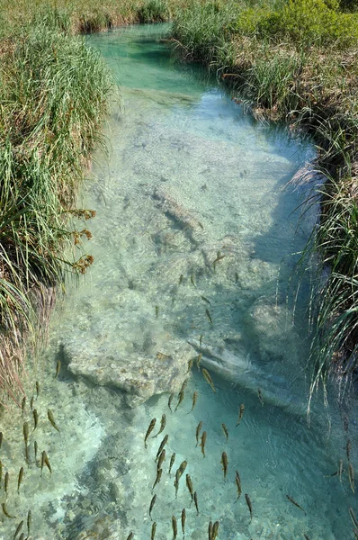 Vissen die zwemmen tot prachtige turquoise stream — Stockfoto