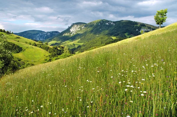 Tavasz a hegyekben — Stock Fotó