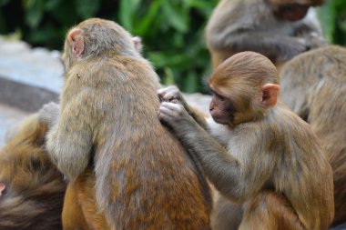 swayambhunath maymun Tapınağı'nda makak maymunları
