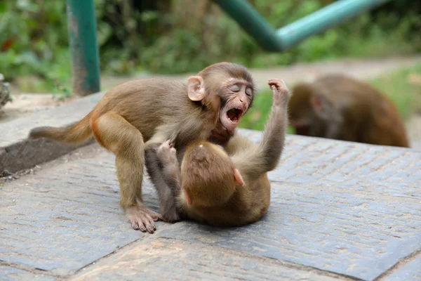 Monos macacos en el templo de monos Swayambhunath — Foto de Stock