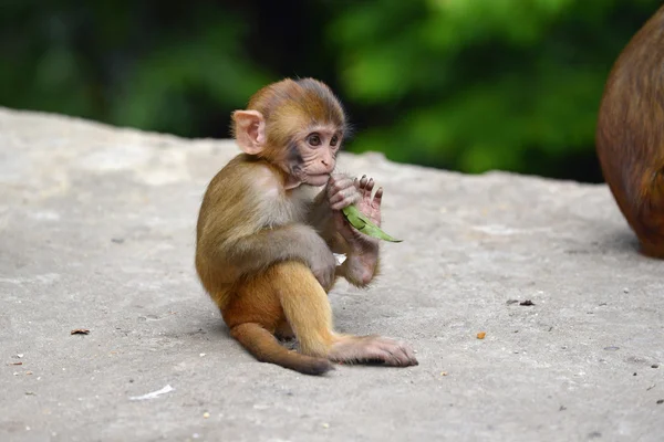 Mono macaco en el templo del mono Swayambhunath — Foto de Stock