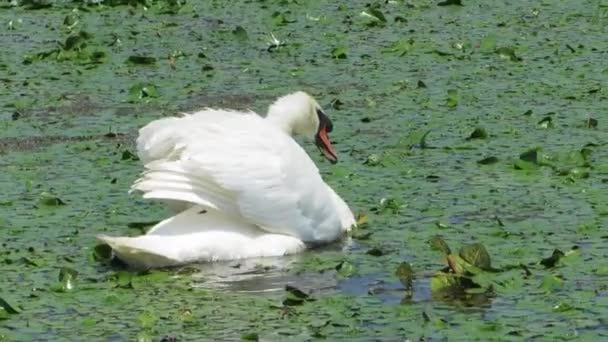 Cygne blanc dans le delta du Danube, Roumanie — Video