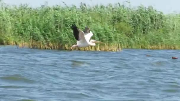 Grandes pelícanos blancos en el Delta del Danubio — Vídeo de stock