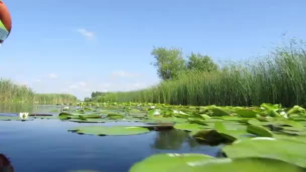 Um canal de água cheio de lírios aquáticos na Reserva da Biosfera Delta do Danúbio, Roménia — Vídeo de Stock