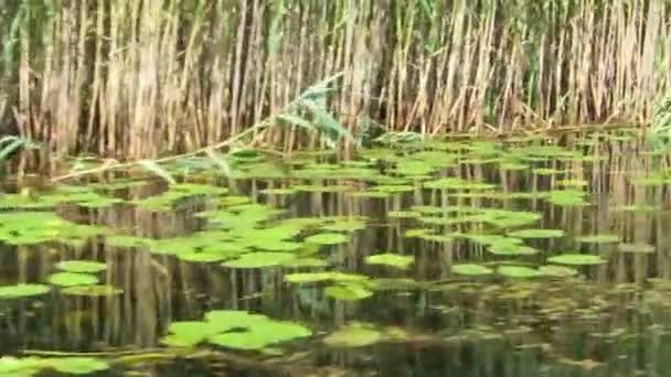 En vatten kanal full med näckrosor i den danube deltan biosphere reserve, Rumänien — Stockvideo