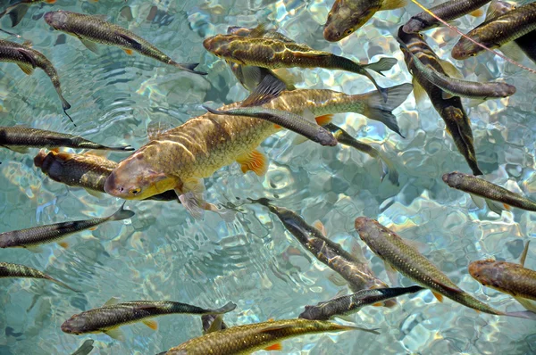 Vissen in helder water. Plitvice, Kroatië — Stockfoto