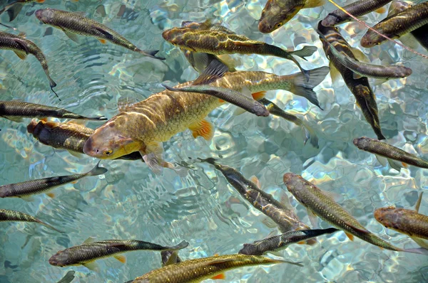 Fiska i klart vatten. Plitvice, Kroatien — Stockfoto