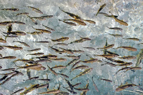 Fiska i klart vatten. Plitvice, Kroatien — Stockfoto