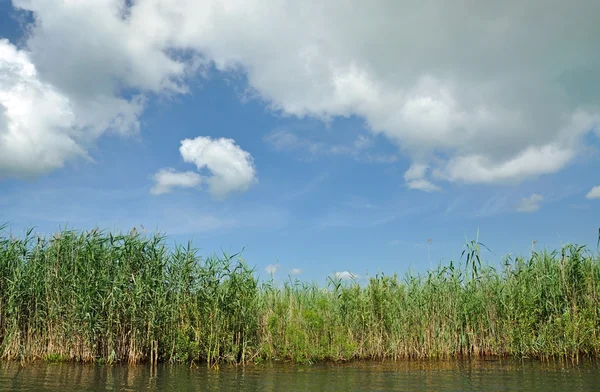 Pantano con vegetación de juncos en el delta del Danubio — Foto de Stock