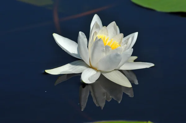 Water lily in the Danube delta — Stock Photo, Image