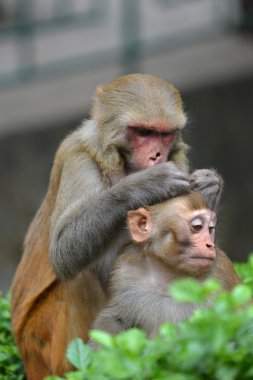 Monkey delousing his baby clipart