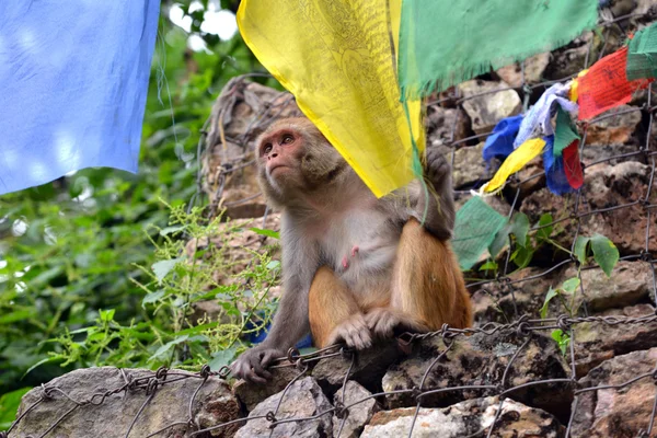 Monkey spela med buddhistiska bön flagga — Stockfoto