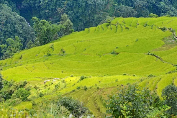 Рисовое поле готово к уборке в Непале — стоковое фото